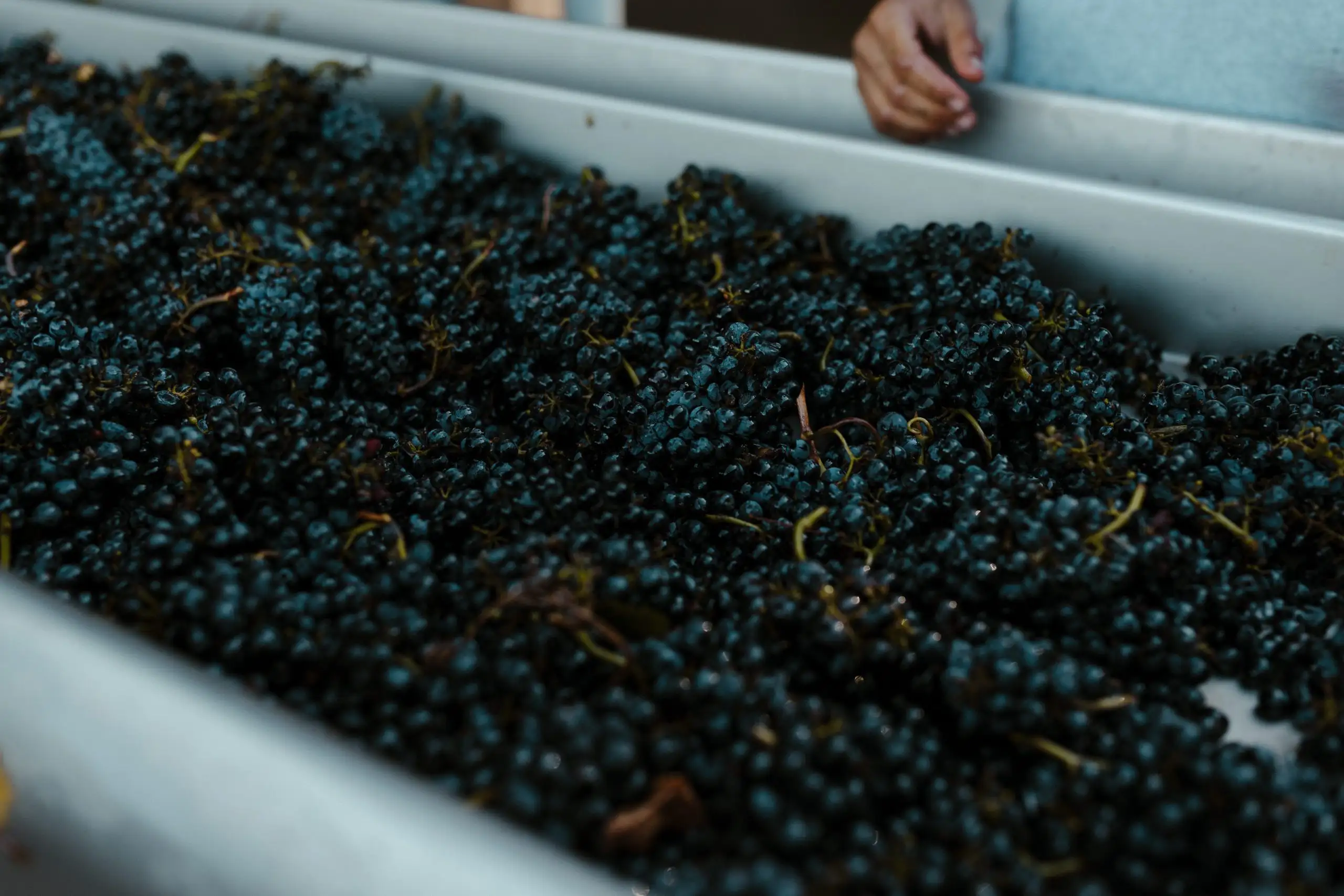Freshly harvested dark grapes in a container, ready for processing