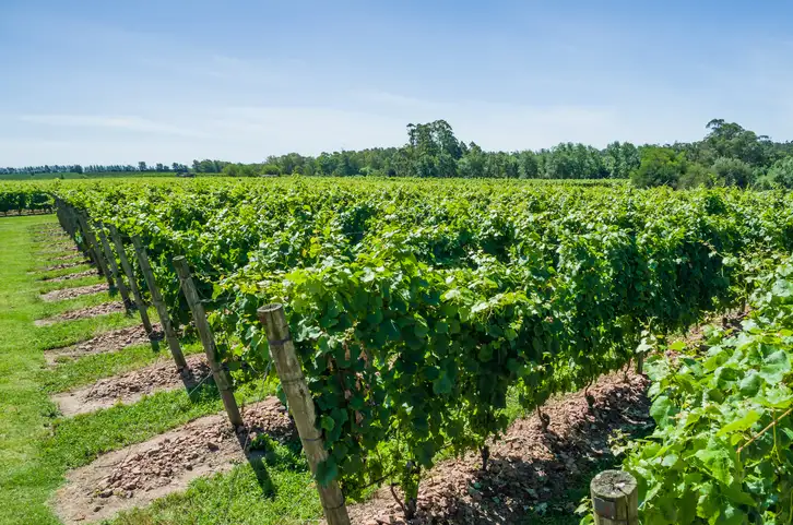 Lush vineyard under a clear blue sky with green grapevines in rows