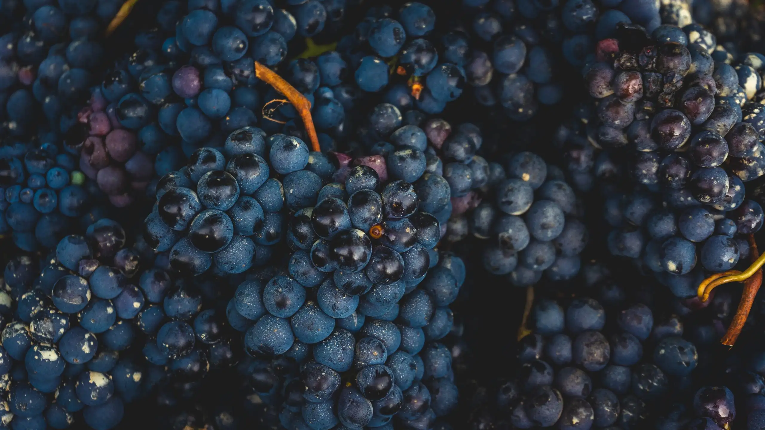 A dense, top-down view of a pile of harvested dark purple grapes with natural waxy bloom and small brown stems.