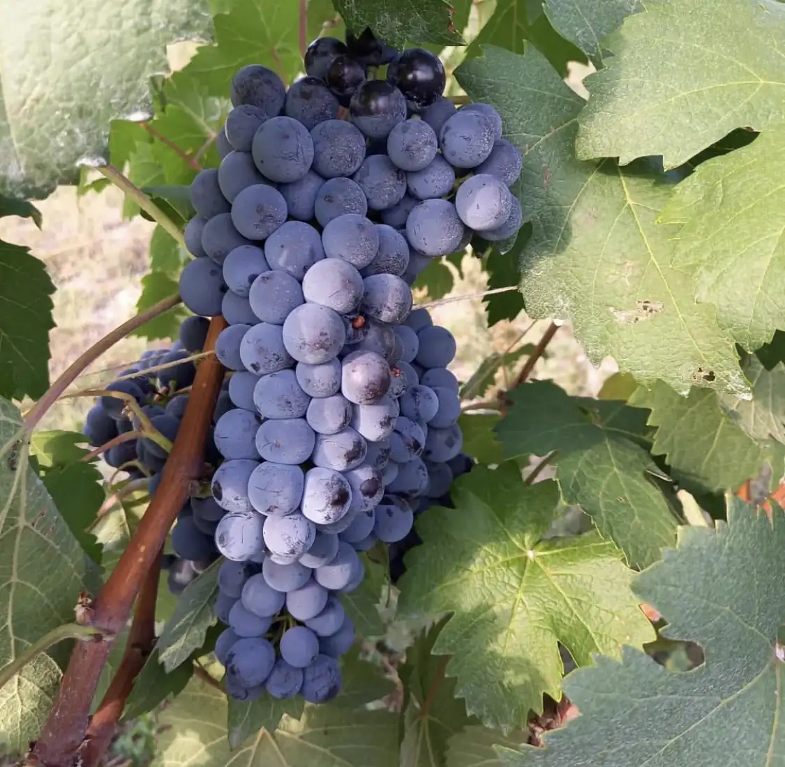 Close-up of dark purple grapes hanging on the vine surrounded by green leaves.
