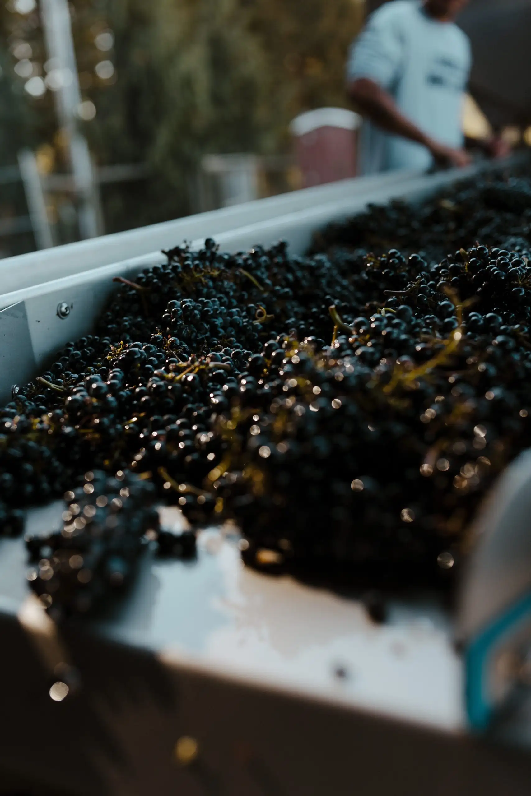 Freshly harvested red wine grapes on a sorting table at a vineyard during harvest.