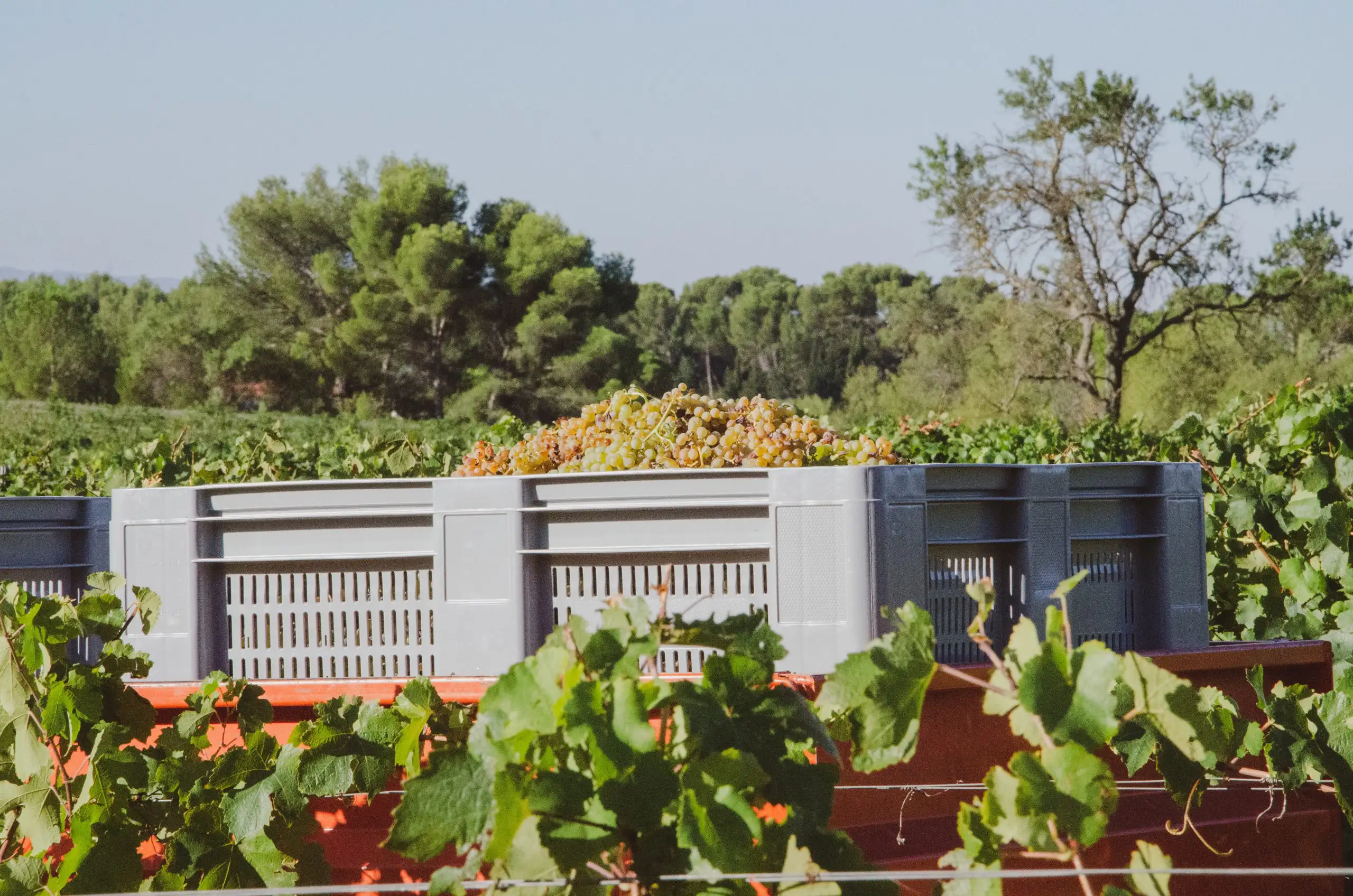 Crates filled with freshly harvested grapes placed among vineyard rows during harvest season.