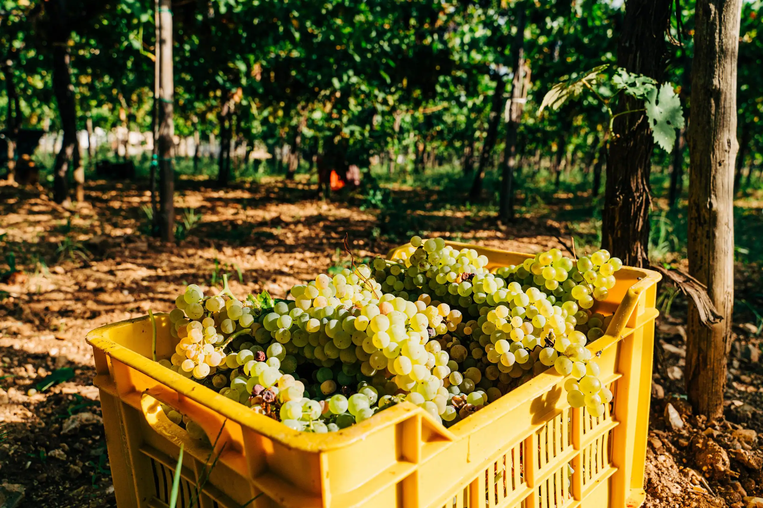 A box filled with freshly picked white grapes in a vineyard ready for processing.