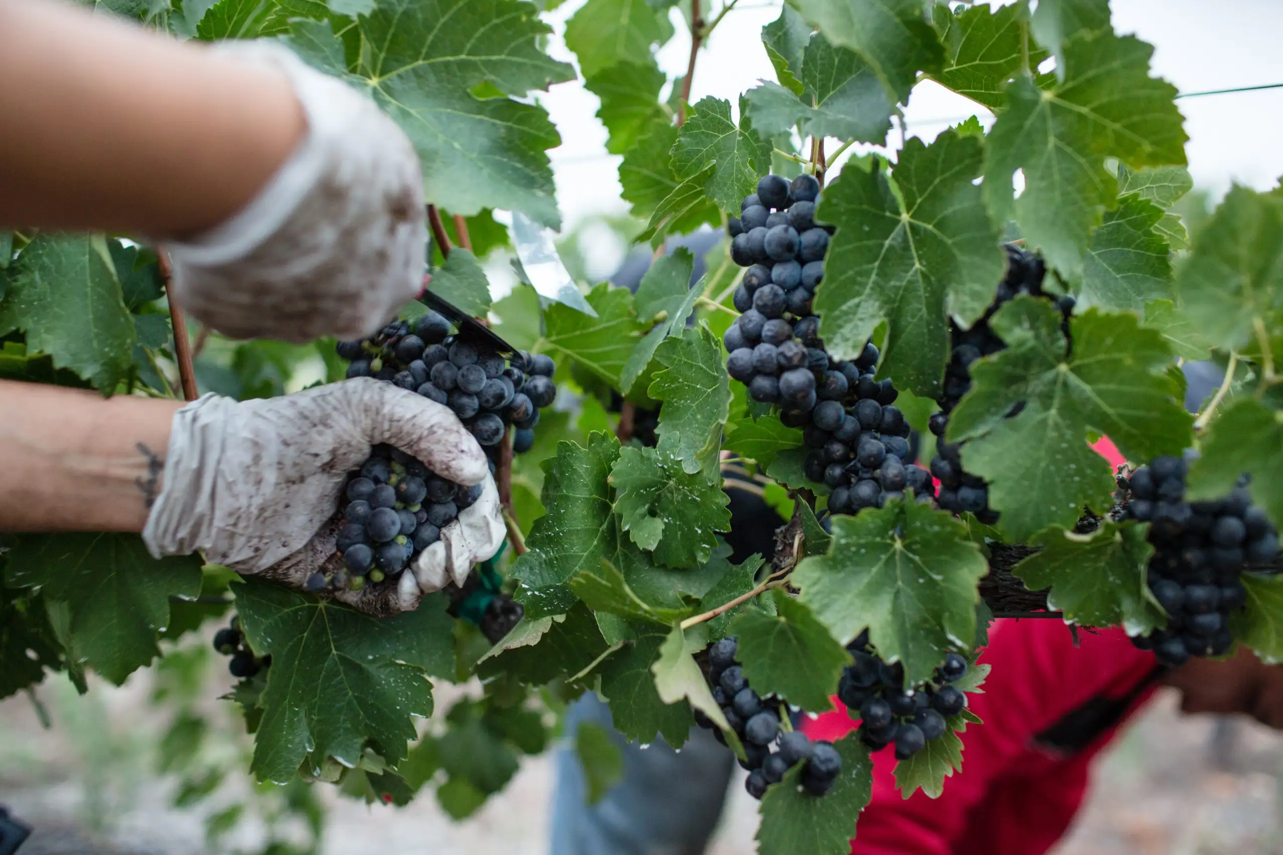 Worker hand-harvesting ripe red wine grapes from a vineyard vine.