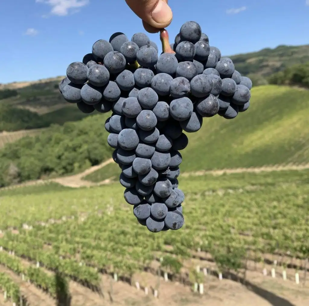 Close-up of a hand holding a bunch of ripe dark purple grapes in a vineyard with rows of vines in the background.