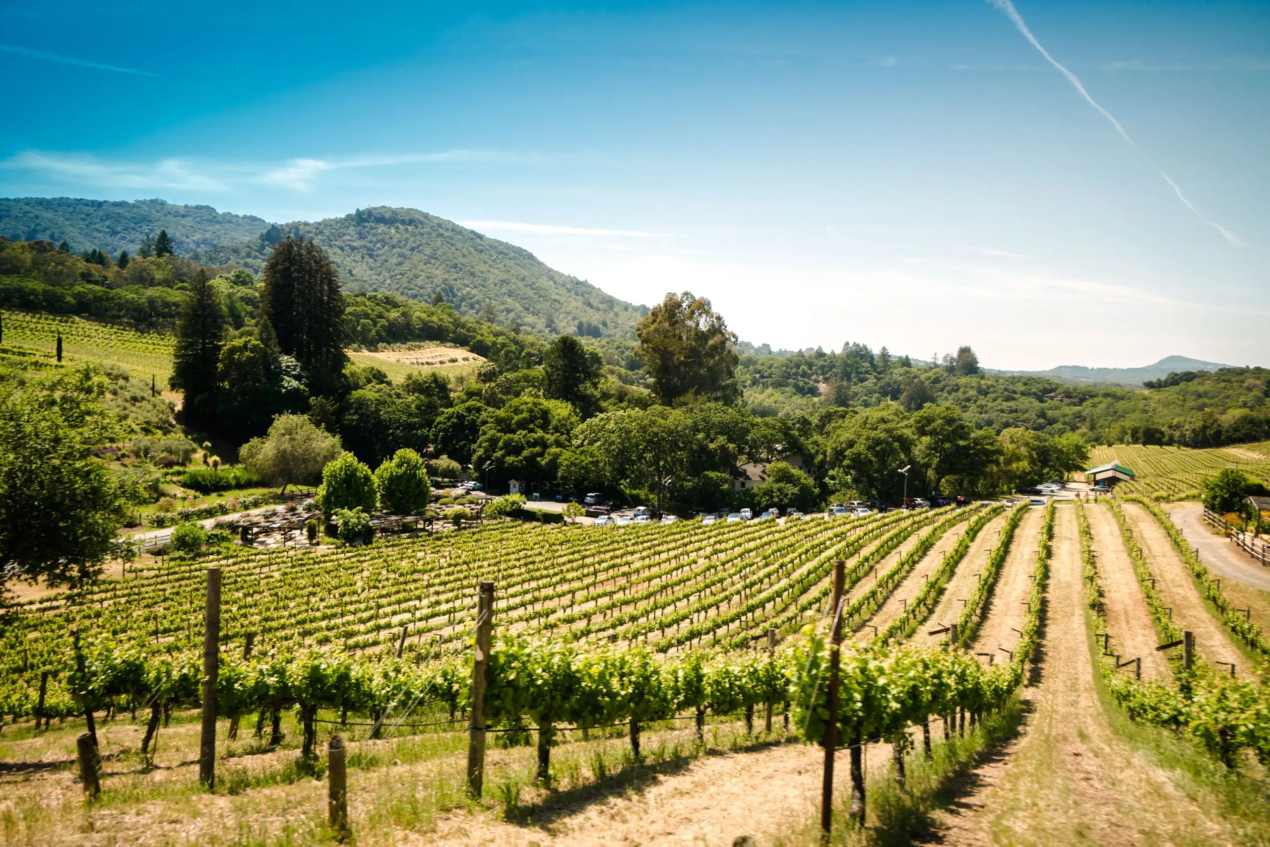 Rows of green vineyard vines stretching across rolling hills with mountains in the background.