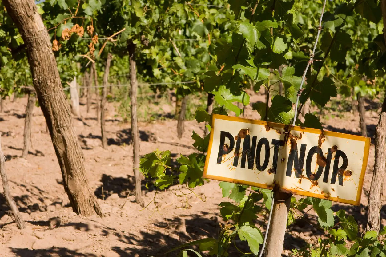 A wooden sign labeled "Pinot Noir" at the end of a lush green vineyard row under a clear sky.