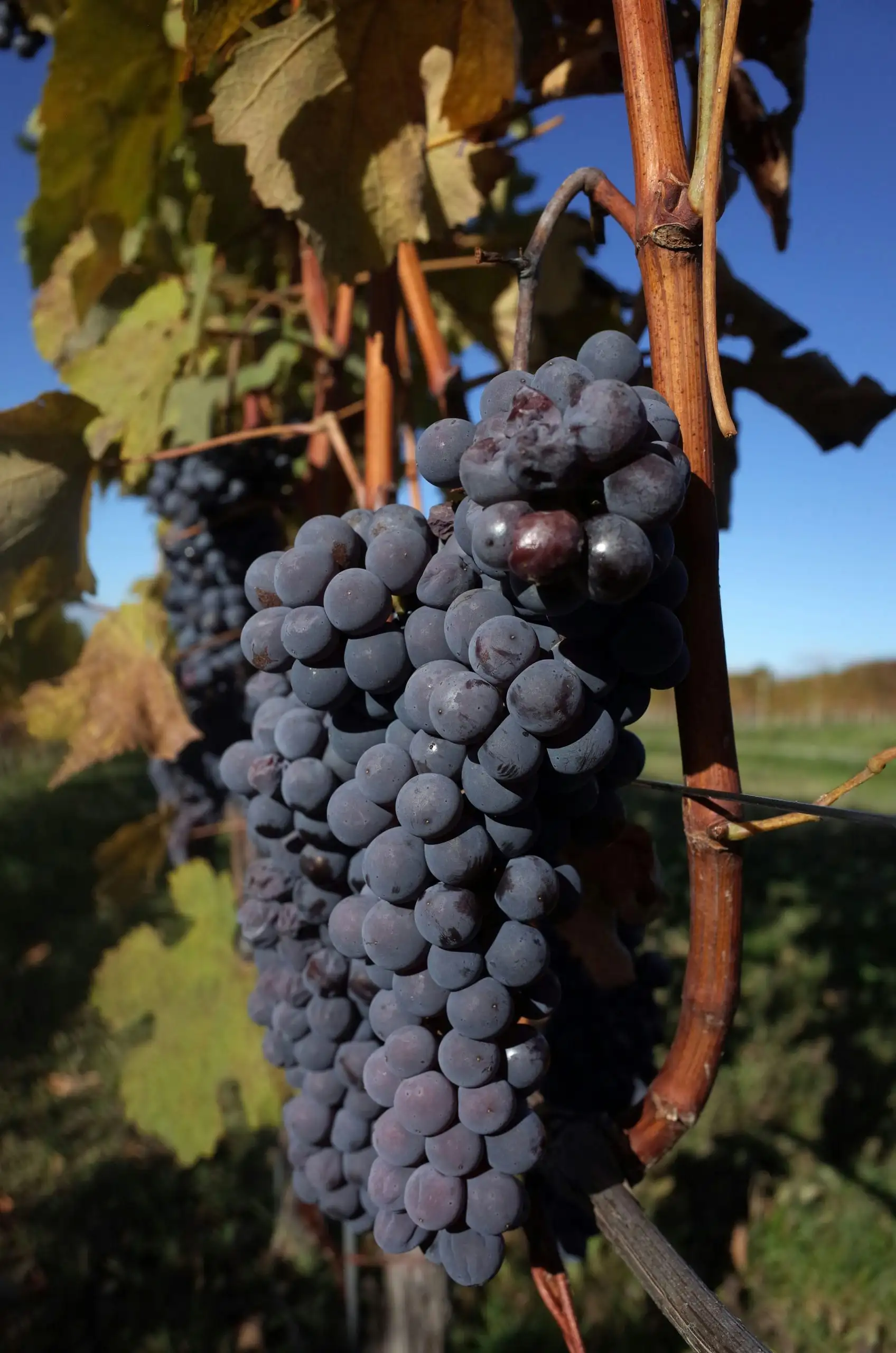 Close-up of ripe red grapes growing on the vine.