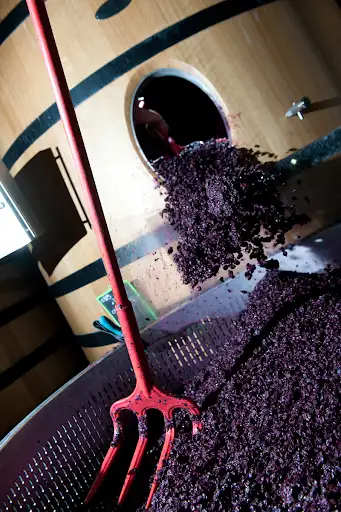 Freshly crushed red wine grapes being transferred from a wooden fermentation barrel with a rake tool