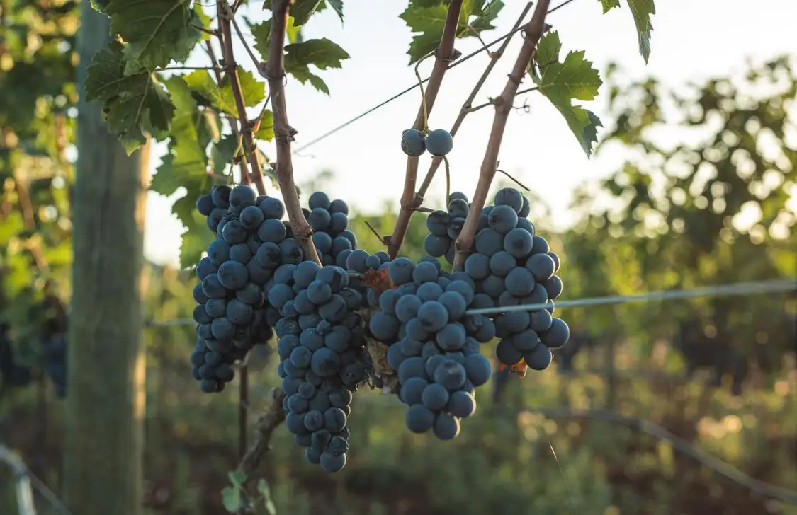 Clusters of ripe blue grapes hanging from a vine in a sunlit vineyard.