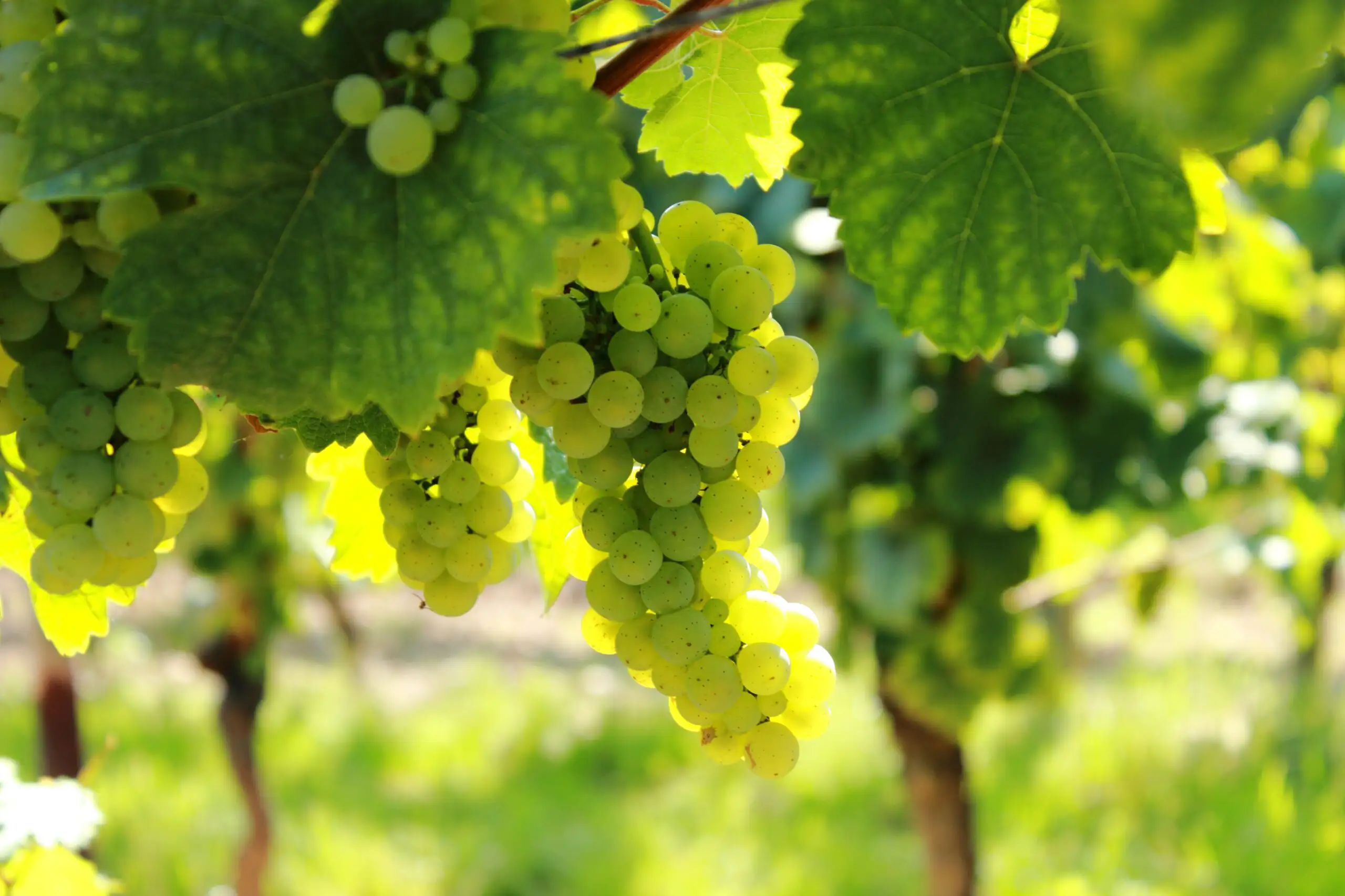 Bunch of ripe green grapes illuminated by sunlight in a vineyard.