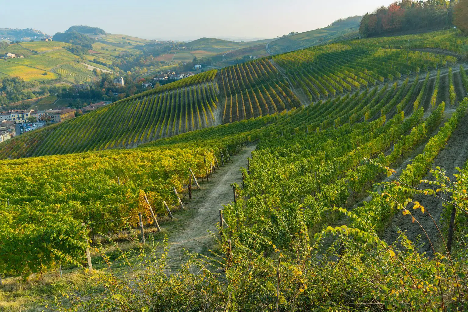 An expansive view of a vineyard with long, diagonal rows of green and yellow grapevines on rolling hills under a clear sky.
