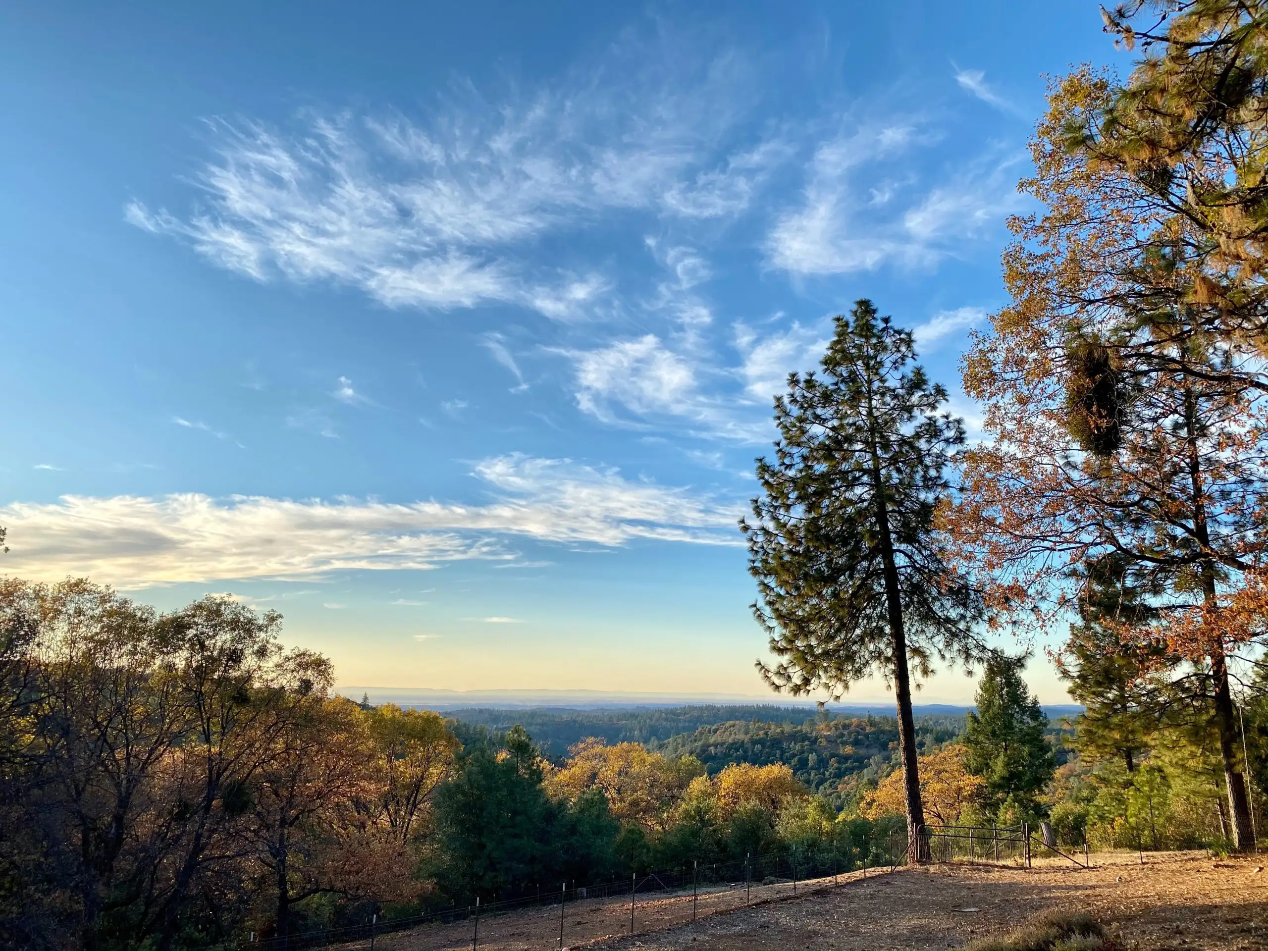 Autumn landscape with trees and a clear sky in Amador County