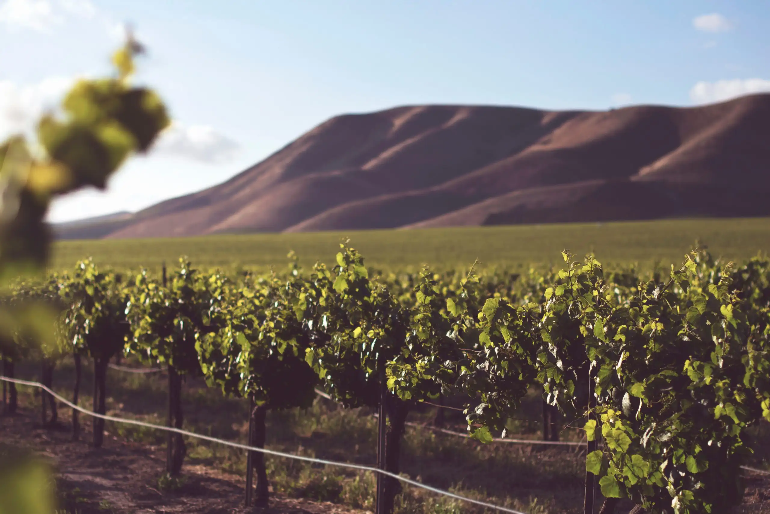 Sunlit grapevines growing in vineyard rows with a mountain landscape in the background.