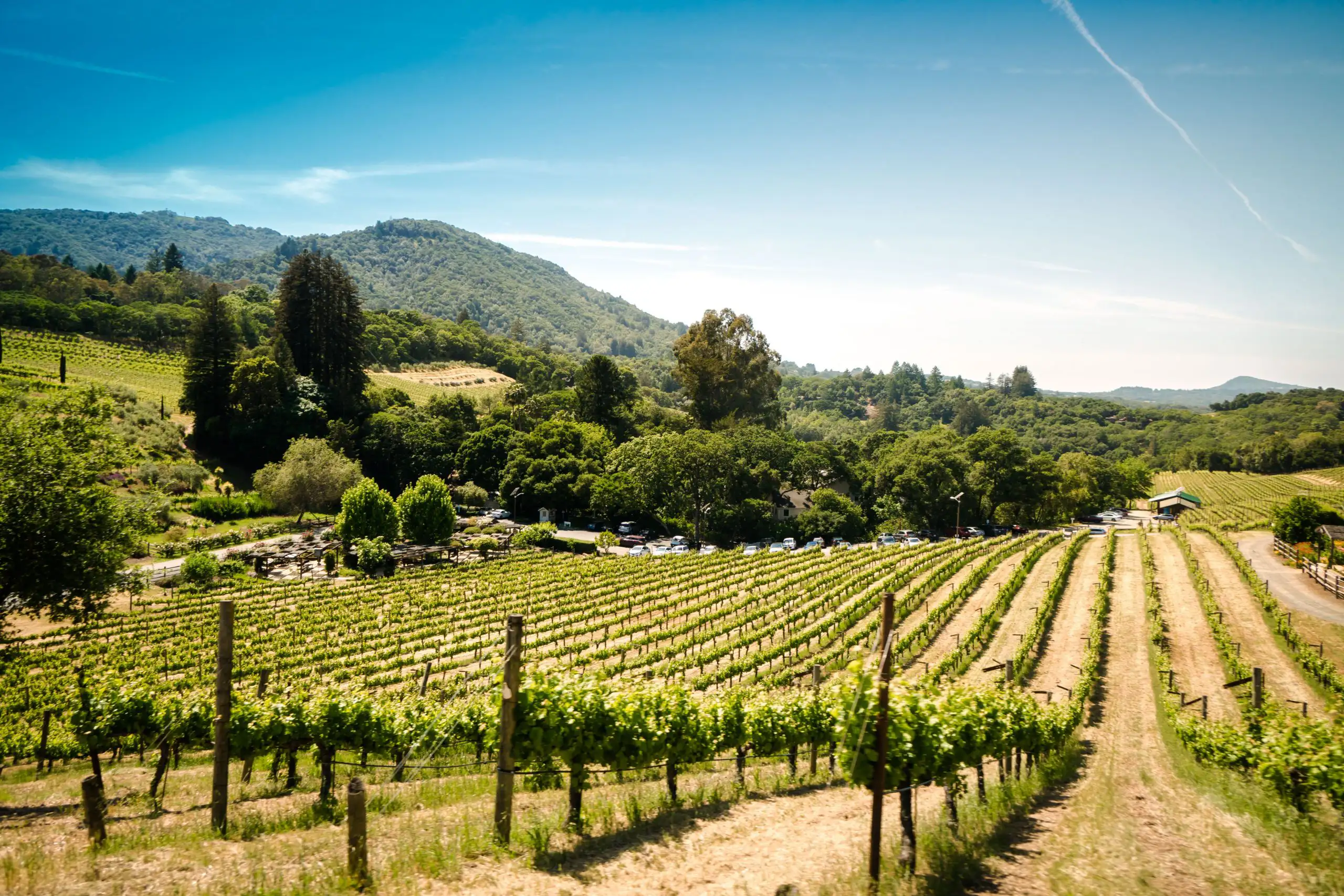 Scenic vineyard landscape with long rows of grapevines stretching across rolling hills under a clear blue sky.