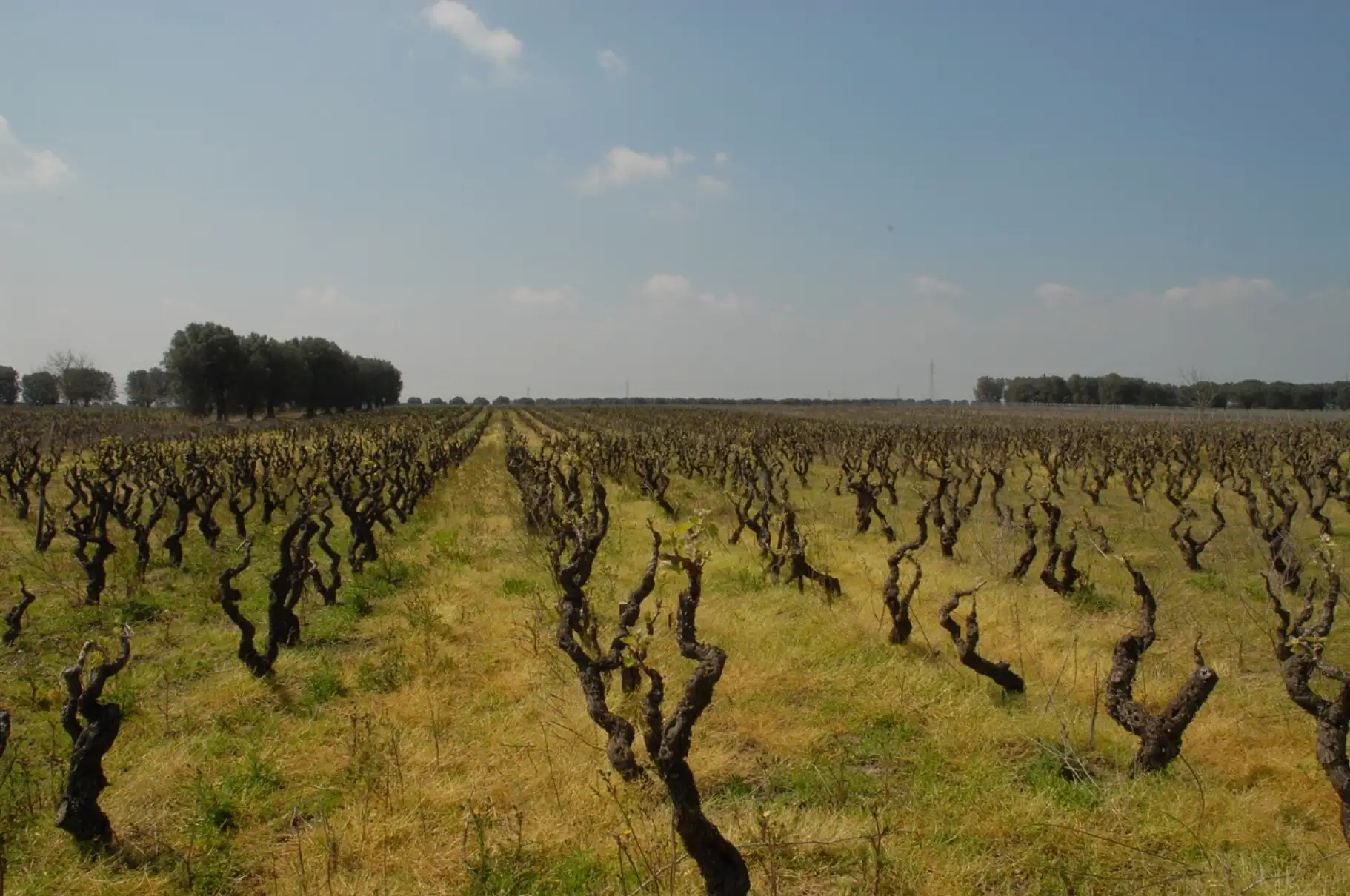 Expansive vineyard landscape with twisted grapevine rows stretching into the horizon under a blue sky.