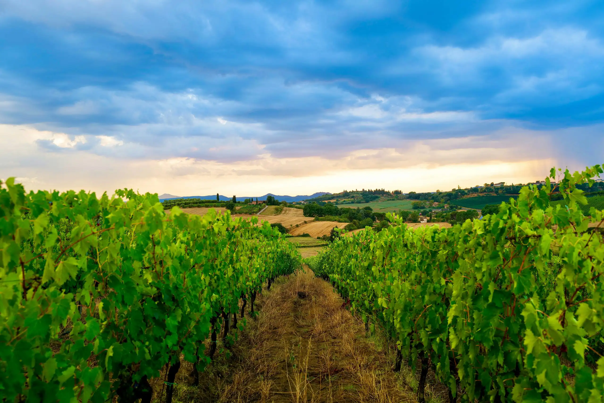 Vineyard rows stretching across rolling hills with a dramatic sunset sky in Tuscany, Italy.