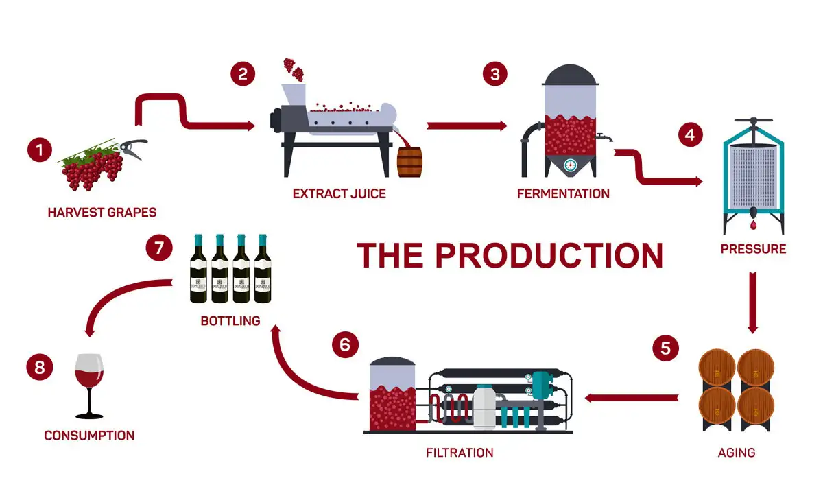 Infographic showing the wine production process from harvesting grapes to fermentation, aging, bottling, and consumption